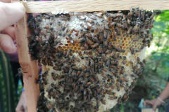 honey extraction techniques 2022